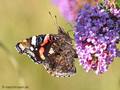 Admiral (Vanessa atalanta) - DE (MV)