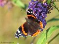 Admiral (Vanessa atalanta) - DE (MV)
