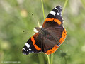 Admiral (Vanessa atalanta) - DE (MV)