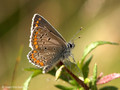 Sonnenröschen-Bläuling (Aricia agestis / A. artaxerxes) - DE (MV)