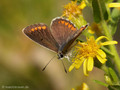 Sonnenröschen-Bläuling (Aricia agestis / A. artaxerxes) - FR (Korsika, Balagne)