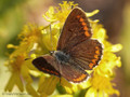 Sonnenröschen-Bläuling (Aricia agestis / A. artaxerxes) - FR (Korsika, Balagne)
