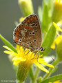 Sonnenröschen-Bläuling (Aricia agestis / A. artaxerxes) - FR (Korsika, Balagne)