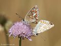 Sonnenröschen-Bläuling (Aricia agestis / A. artaxerxes), Kopula - DE (MV)