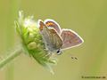 Sonnenröschen-Bläuling (Aricia agestis / A. artaxerxes) - DE (MV)