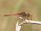 Gemeine Heidelibelle (Sympetrum vulgatum), Männchen - DE (MV)