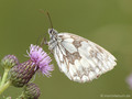 Schachbrett (Melanargia galathea) - DE (NI)