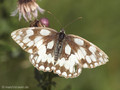 Schachbrett (Melanargia galathea) - DE (NI)