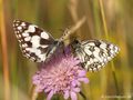 Schachbrett (Melanargia galathea) - DE (NI)