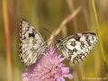 Schachbrett (Melanargia galathea) - DE (NI)