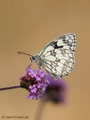 Schachbrett (Melanargia galathea) - DE (MV)