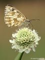 Schachbrett (Melanargia galathea) - DE (MV)