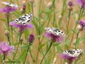 Schachbrett (Melanargia galathea) - DE (MV)