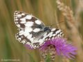 Schachbrett (Melanargia galathea) - DE (MV)