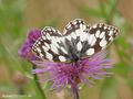 Schachbrett (Melanargia galathea) - DE (MV)