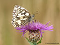 Schachbrett (Melanargia galathea) - DE (MV)