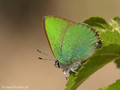 Grüner-Zipfelfalter (Callophrys rubi) - DE (HH)