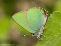 Grüner-Zipfelfalter (Callophrys rubi) - DE (HH)