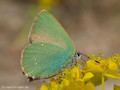 Grüner-Zipfelfalter (Callophrys rubi) - DE (HH)