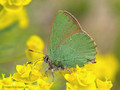 Grüner-Zipfelfalter (Callophrys rubi) - DE (HH)