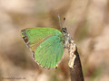 Grüner-Zipfelfalter (Callophrys rubi) - DE (MV)
