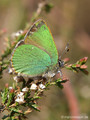 Grüner-Zipfelfalter (Callophrys rubi) - DE (MV)