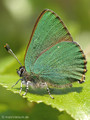 Grüner-Zipfelfalter (Callophrys rubi) - DE (HH)