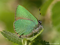 Grüner-Zipfelfalter (Callophrys rubi) - DE (HH)
