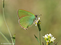 Grüner-Zipfelfalter (Callophrys rubi) - DE (MV)