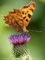 C-Falter (Polygonia c-album) - DE (NRW)