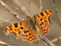 C-Falter (Polygonia c-album) - DE (HH)