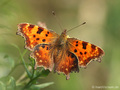 C-Falter (Polygonia c-album) - DE (NI)