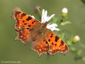 C-Falter (Polygonia c-album) - DE (NI)