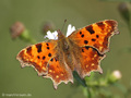 C-Falter (Polygonia c-album) - DE (NI)