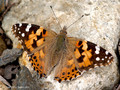 Distelfalter (Vanessa cardui) - FR (Korsika, Balagne)