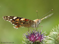Distelfalter (Vanessa cardui) - DE (NI)