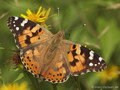 Distelfalter (Vanessa cardui) - DE (HH)