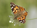 Distelfalter (Vanessa cardui) - DE (HH)