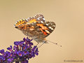 Distelfalter (Vanessa cardui) - DE (MV)
