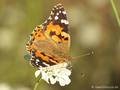 Distelfalter (Vanessa cardui) - DE (MV)