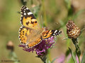Distelfalter (Vanessa cardui) - DE (MV)