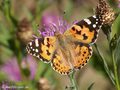 Distelfalter (Vanessa cardui) - DE (MV)