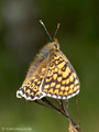 Wegerich-Scheckenfalter (Melitaea cinxia) - DE (MV)