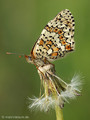 Wegerich-Scheckenfalter (Melitaea cinxia) - DE (MV)