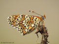 Wegerich-Scheckenfalter (Melitaea cinxia) - DE (NI)