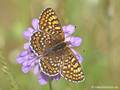 Wegerich-Scheckenfalter (Melitaea cinxia) - DE (MV)
