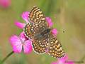 Wegerich-Scheckenfalter (Melitaea cinxia) - DE (MV)