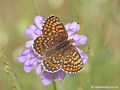 Wegerich-Scheckenfalter (Melitaea cinxia) - DE (MV)