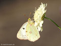 Weißklee- / Hufeisenklee-Gelbling (Artkomplex Colias-hyale-alfacariensis) - DE (MV)