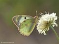 Weißklee- / Hufeisenklee-Gelbling (Artkomplex Colias-hyale-alfacariensis) - DE (MV)